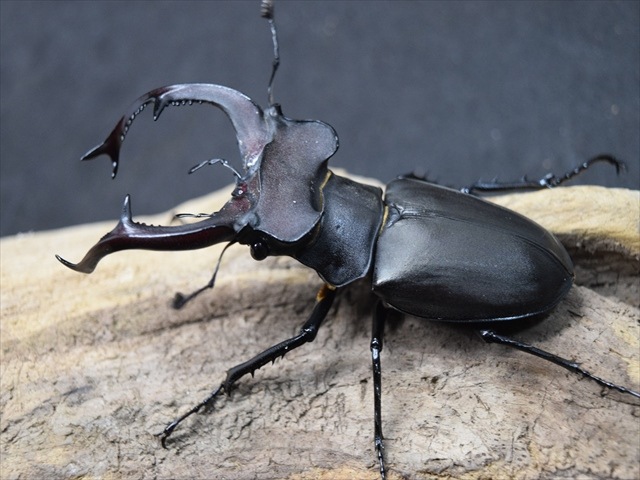 ユダイクス、プラネット、クラーツ　ミヤマクワガタ3種　標本 ユダイクス、プラネット、クラーツ ミヤマクワガタ3種 標本