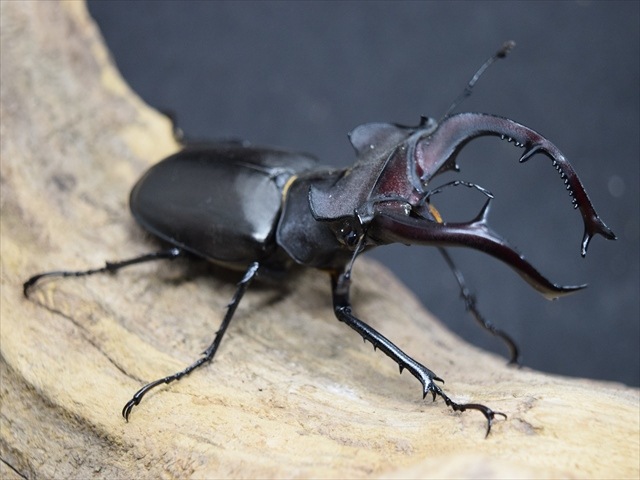 新成虫】ユダイクスミヤマクワガタ86mmペア | 外国産クワガタ 成虫 | 極