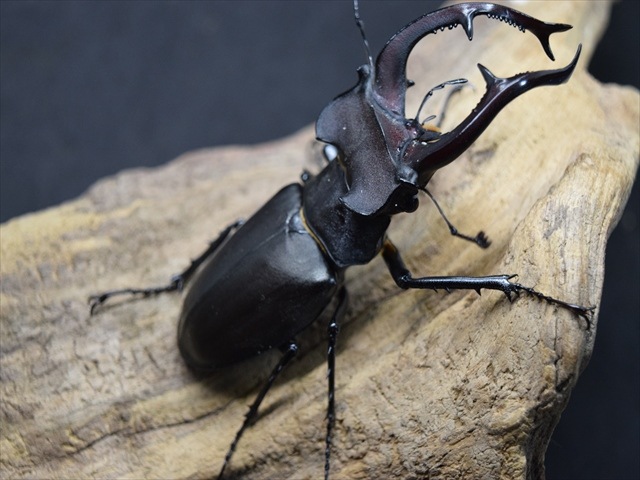 新成虫】ユダイクスミヤマクワガタ86mmペア | 外国産クワガタ 成虫 | 極