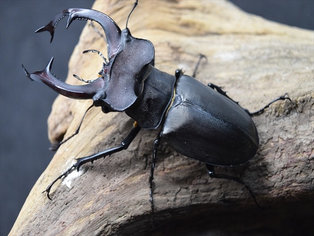 新成虫】ユダイクスミヤマクワガタ86mmペア | 外国産クワガタ 成虫 | 極