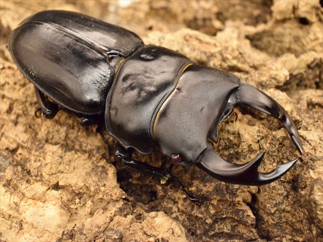 レッドアイ血統】国産オオクワガタ（能勢産）63mmペア【新成虫