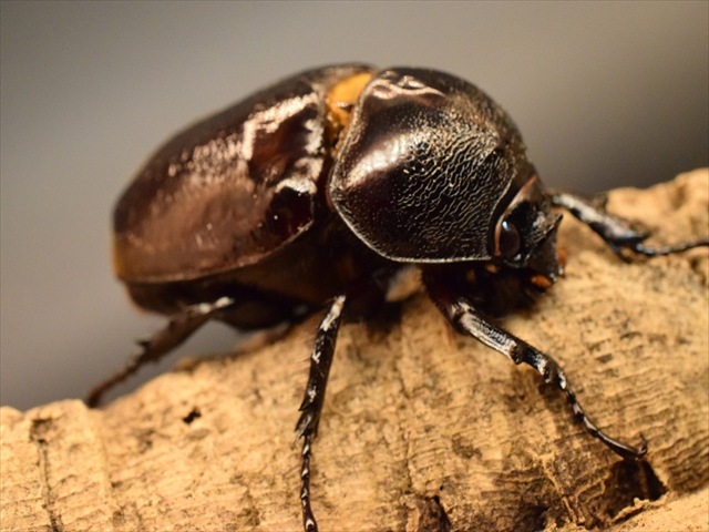 新成虫】ケンタウルスオオカブト78mmペア | 外国産カブトムシ
