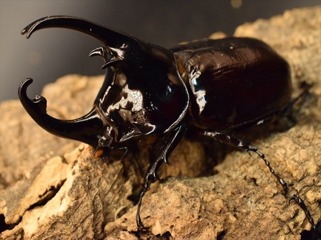 ケンタウルス 新成虫】ケンタウルスオオカブト78mmペア | 外国産カブトムシ