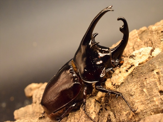 新成虫】ケンタウルスオオカブト78mmペア | 外国産カブトムシ