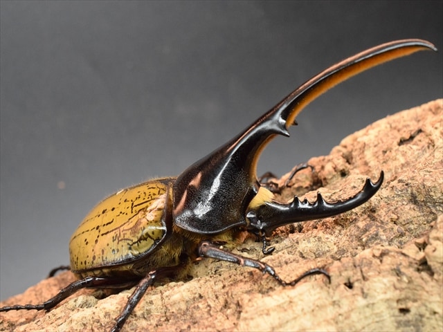ヘラクレスオオカブトムシ ♂♀ペア 7-11