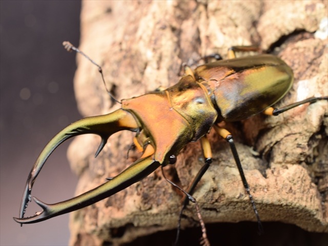 美形】エラフスホソアカクワガタ85mmペア | 外国産クワガタ 成虫 | 極