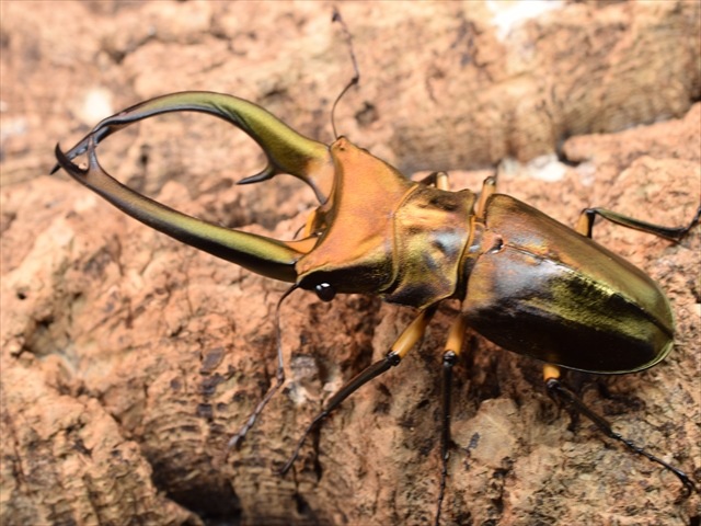 美形】エラフスホソアカクワガタ85mmペア | 外国産クワガタ 成虫 | 極