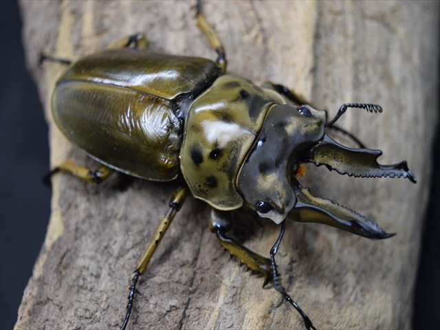 ババオウゴンオニ　新成虫　♂63.6ミリ　 美麗新成虫☆タイ産☆ババオウゴンオニクワガタ♂64ミリ♀45ミリペア