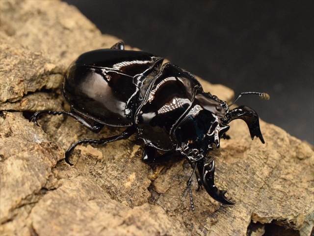 タランドゥス（タランドス）オオツヤクワガタ64mm成虫ペア | 外国産