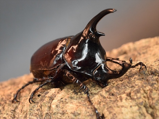 新成虫】ケンタウルスオオカブト70mmペア | 外国産カブトムシ