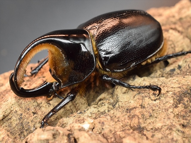 サタンオオカブト標本 ブリード品 標本 サタンオオカブト4♂1♀セット - メルカリ