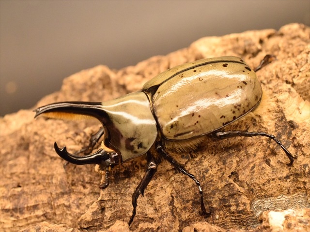 新成虫】グラントシロカブト56mmペア | 外国産カブトムシ 成虫 | 極