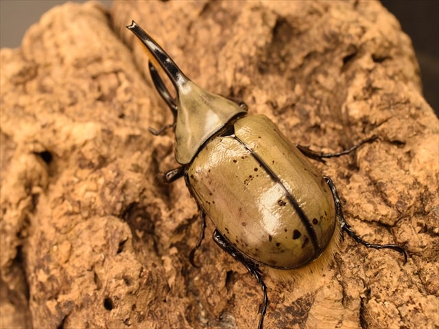 新成虫】グラントシロカブト56mmペア | 外国産カブトムシ 成虫 | 極 新成虫】グラントシロカブト56mmペア | 外国産カブトムシ 成虫 | 極