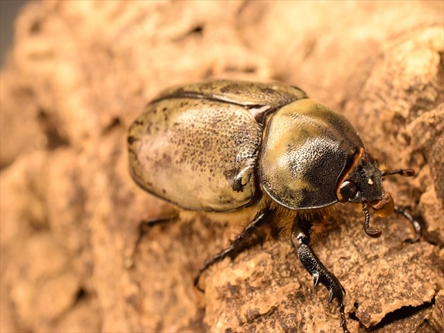 新成虫】グラントシロカブト56mmペア | 外国産カブトムシ 成虫 | 極