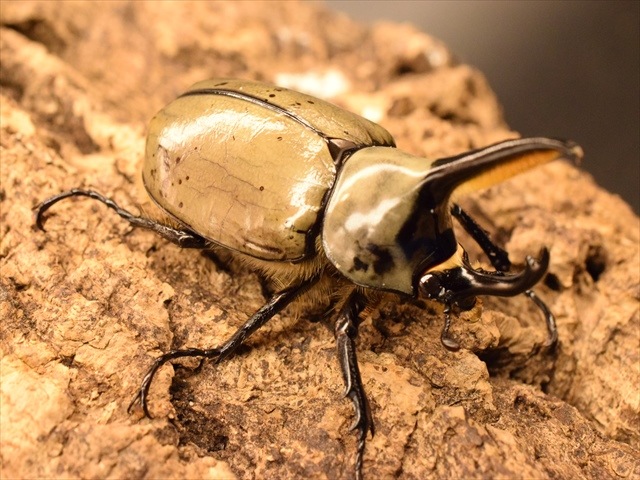 新成虫】グラントシロカブト56mmペア | 外国産カブトムシ 成虫 | 極
