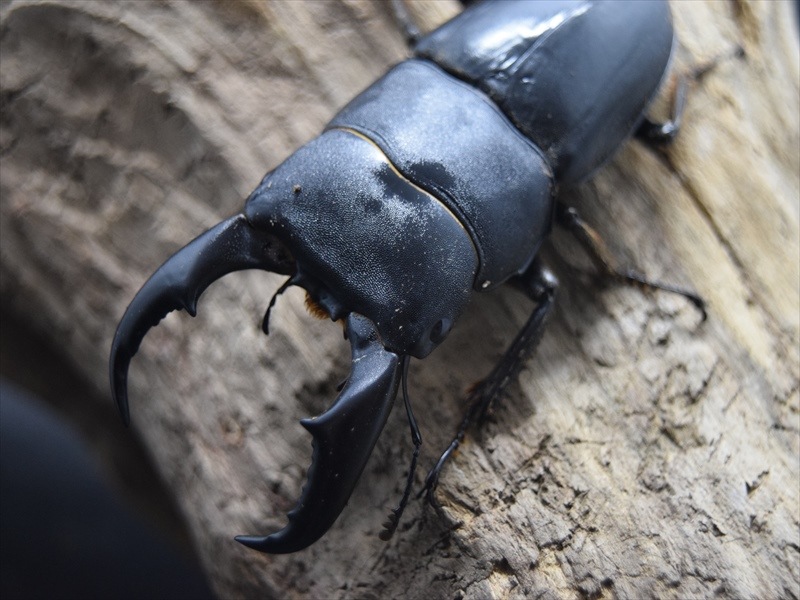 サキシマヒラタクワガタ67mmペア | 国産クワガタ 成虫 | 極