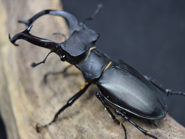 新成虫】ユダイクスミヤマクワガタ86mmペア | 外国産クワガタ