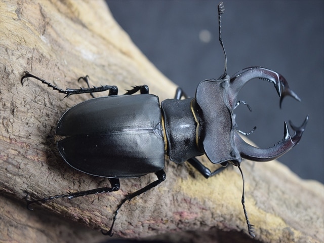 ユダイクスミヤマクワガタ　94mm 標本 ユダイクスミヤマクワガタ♂90mm♀44mm : insectGreenHouse