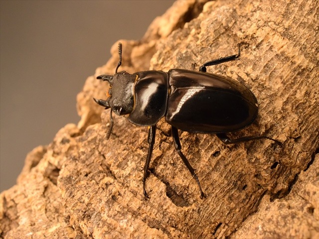 赤マンディブラリスペア ☆セール！赤系！Hx,マンディブラリス♂96mmペア☆ - INSECT ULTIMA