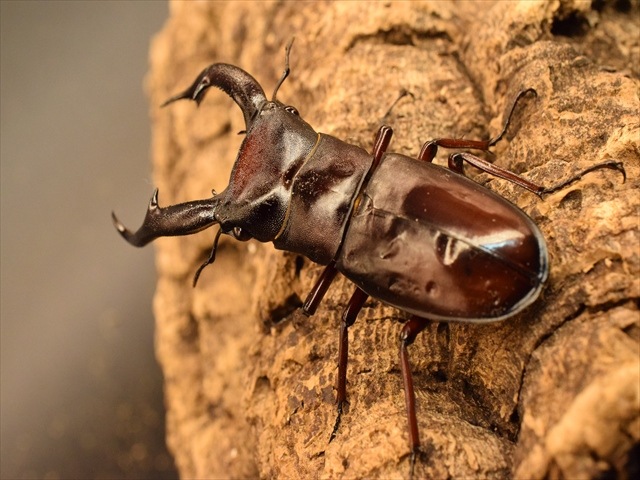 RED血統】マンディブラリスフタマタクワガタ（ボルネオ島産）84mm