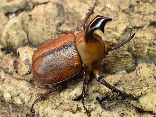 【産卵安心セット】ゴロファクラビゲール57ｍｍ