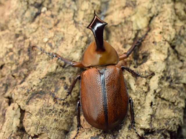 【産卵安心セット】ゴロファクラビゲール57ｍｍ