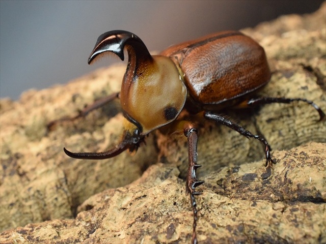 【産卵安心セット】ゴロファクラビゲール57ｍｍ