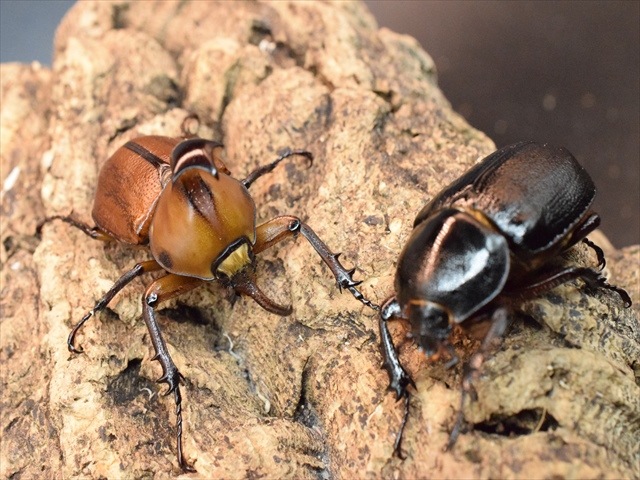 【産卵安心セット】ゴロファクラビゲール57ｍｍ