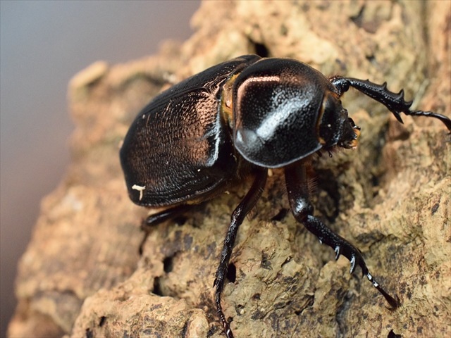 【産卵安心セット】ゴロファクラビゲール57ｍｍ