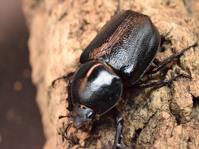 【産卵安心セット】ゴロファクラビゲール57ｍｍ