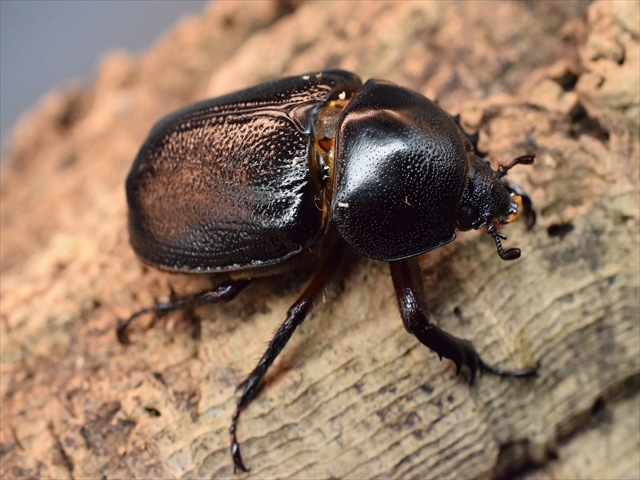 【産卵安心セット】ゴロファクラビゲール57ｍｍ