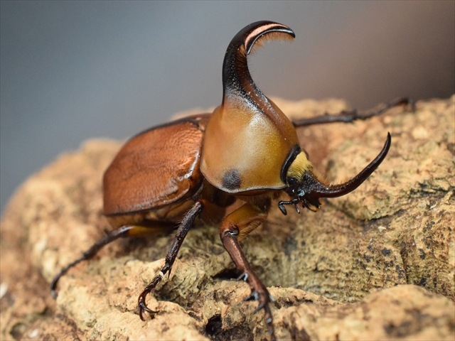 【産卵安心セット】ゴロファクラビゲール57ｍｍ