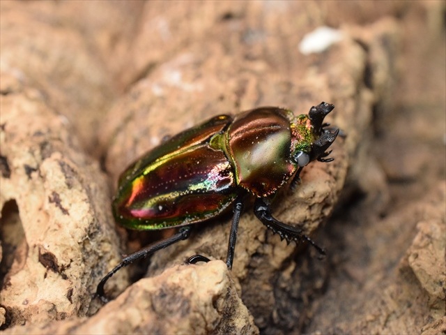 ホワイトアイ血統】ニジイロクワガタ38mmペア | 外国産クワガタ 成虫