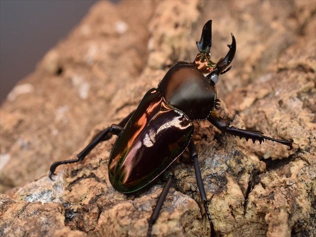 ニジイロクワガタ　美品 ニジイロクワガタ ノーマル系 3300円 – HAWAIIAN BEETLE