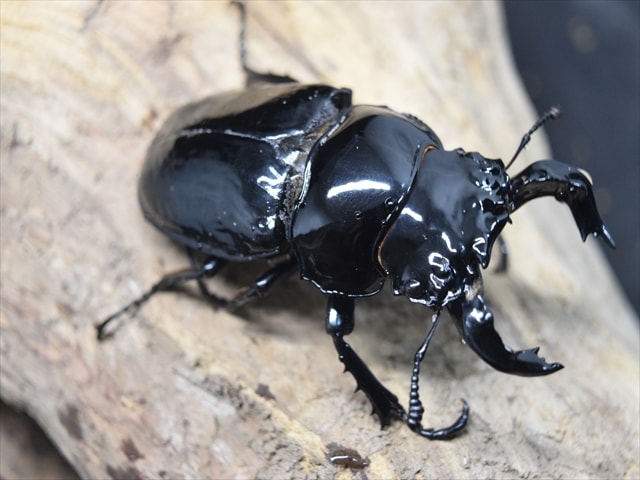 専用　タランドゥス成虫80mm1ペア　レギウス75mmペア 専用 タランドゥス成虫80mm1ペア レギウス75mmペア