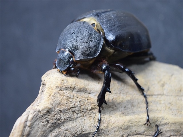 成虫ペア】アクティオンゾウカブト（アクタエオンゾウカブト）【新成虫