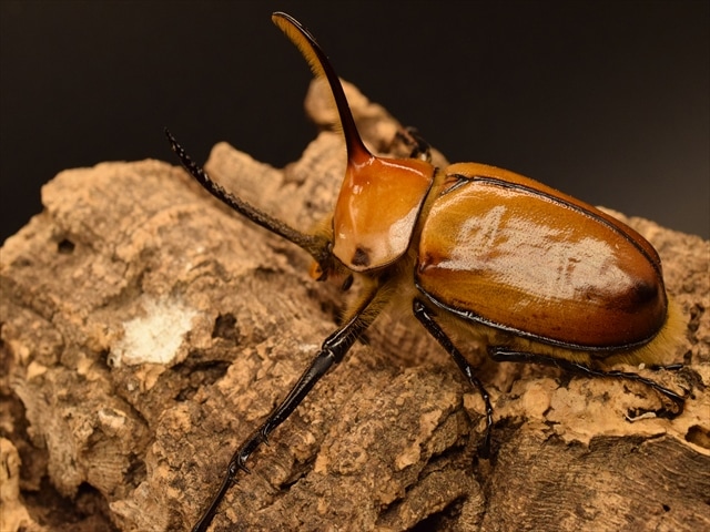 成虫ペア】ゴロファポルテリ（ノコギリタテヅノカブト）【新成虫M