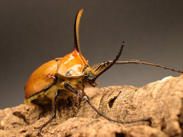 成虫ペア】ゴロファポルテリ（ノコギリタテヅノカブト）【新成虫M
