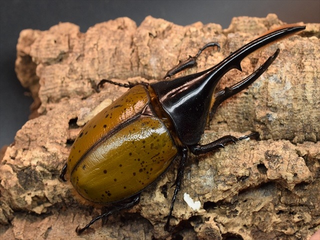 希少】ヘラクレスリッキー133mmペア【ウカヤリ産】 | 外国産