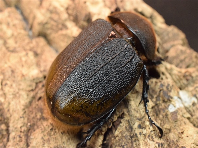 希少】ヘラクレスリッキー133mmペア【ウカヤリ産】 | 外国産