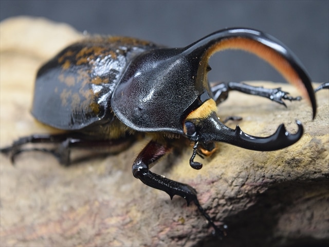 ♂単品】ヘラクレスセプテントリオナリス 97mm【WF3】 | ☆セール品