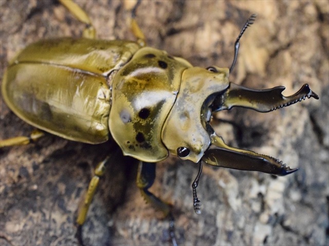 超大型】ババオウゴンオニクワガタ75mmペア | 外国産クワガタ 成虫