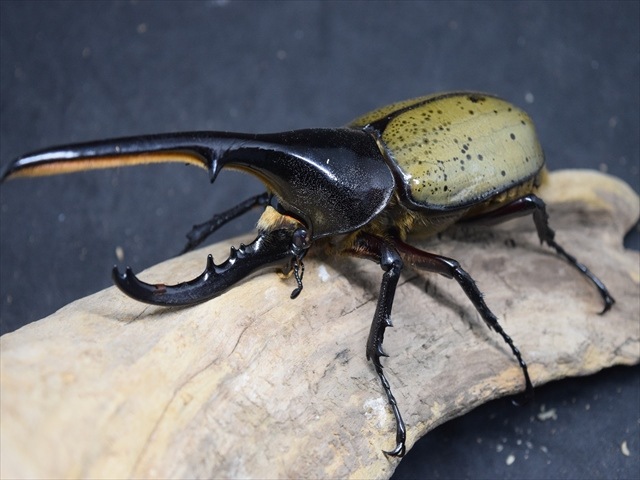 人気SALE，お得 DHヘラクレス ヘラクレスオオカブト 成虫ペア ♂140mm