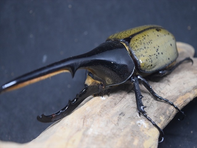 成虫ペア】DHヘラクレス140mm | 外国産カブトムシ 成虫 | 極