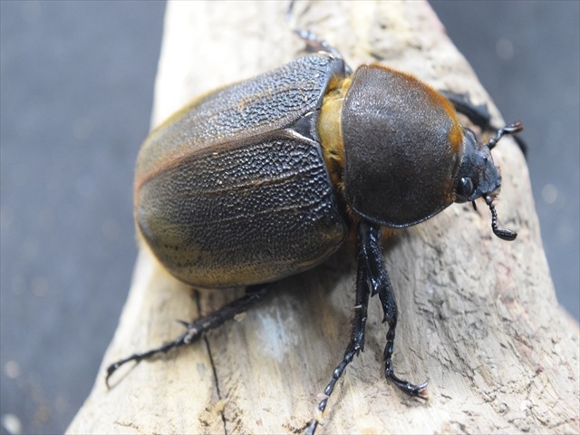 売れました‼︎ヘラクレス 140mm成虫ペア 【クワガタ、カブトムシ 