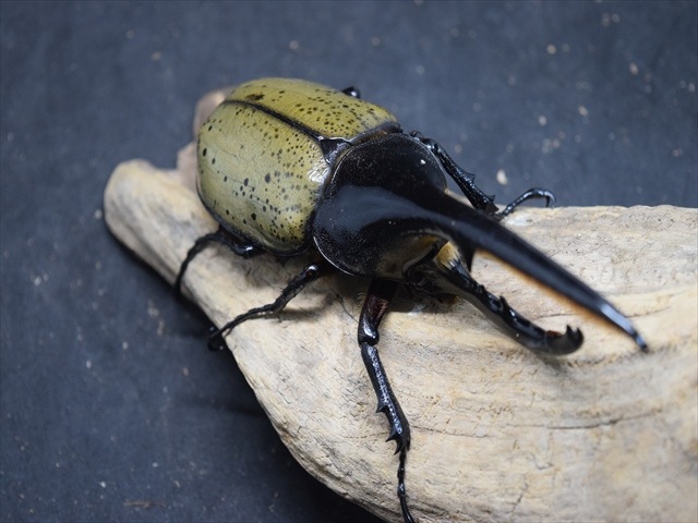 成虫ペア】DHヘラクレス140mm | 外国産カブトムシ 成虫 | 極