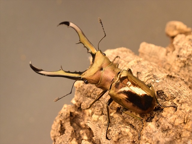 95mm up❗️メタリフェルホソアカクワガタ 未展足個体 メタリフェルホソアカクワガタ No.1 特大 | 愉快な海と波と恵