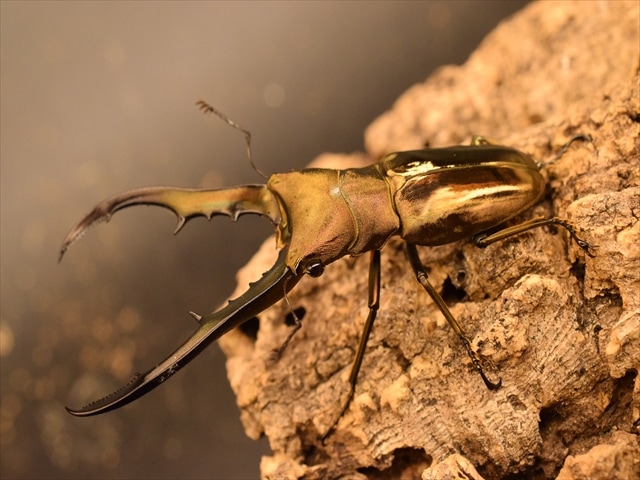 メタリフェルホソアカクワガタ71mm産卵安心セット | 外国産クワガタ