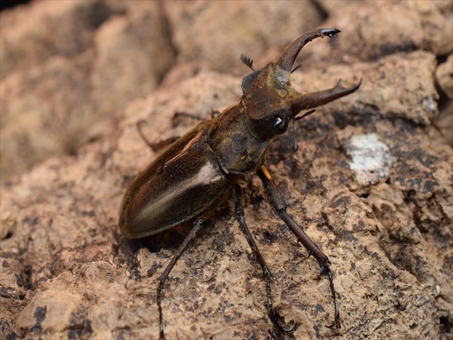 【即ブリ可】ウェムケンミヤマクワガタ39ｍｍペア