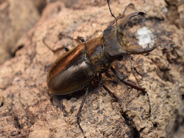 【即ブリ可】ウェムケンミヤマクワガタ39ｍｍペア
